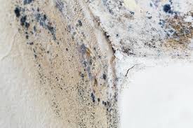 Best Residential Mold Inspection & Testing in Woodbury, MN